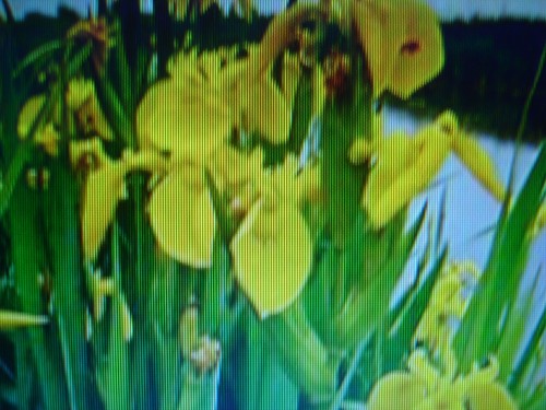 Graines iris des marais - 15,