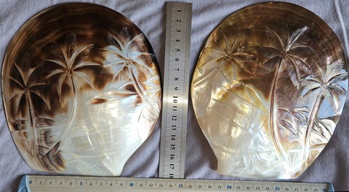 Tahiti coquilles huîtres - tahiti, 2