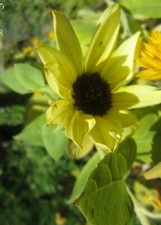 ♫ TOURNESOL 'Douce VANILLE' ♫♫ Graines ♫♫ Plte-Soleil Mellifère Ornement Potager