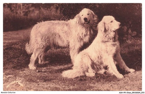 Ashp9 0555 chien chiens - -, des