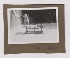 photo ancienne ?️ chien Mirka Poleymieux 1930 balance humour snapshot vintage