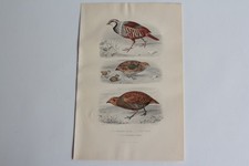 Gravure BUFFON Perdrix rouge