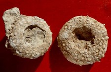 OURSIN FOSSILE JURASSIQUE DE