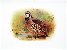 CHASSE - PERDRIX ROUGE -