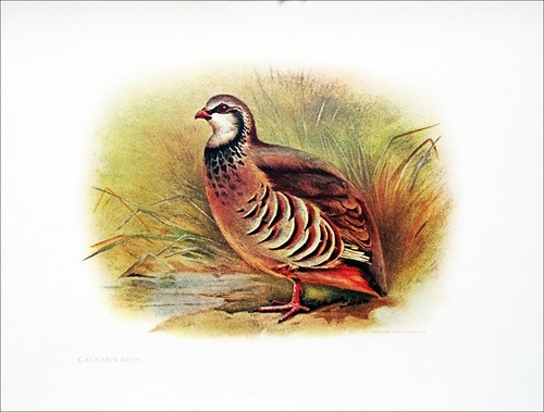 Chasse perdrix rouge - perdrix,