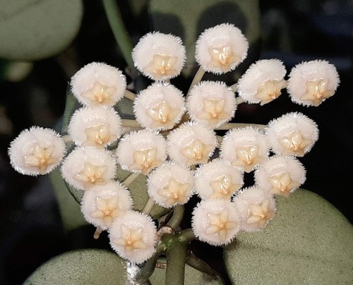 Hoya krohniana plante - krohniana, de