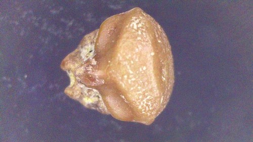 Ray tooth raie rhynchobatus - ray,