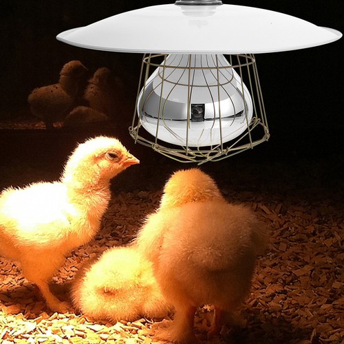 Lampe chauffante pour poussin - pour,
