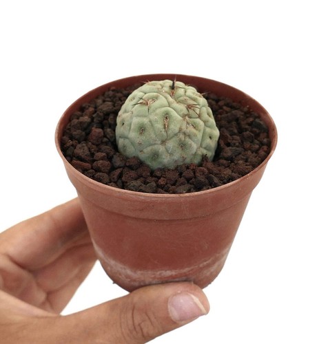 Tephrocactus geometricus one - tephrocactus,