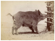 Ottomar Anschutz, Wild Boar Vintage print,  Tirage albuminé  14,5x20  Circ