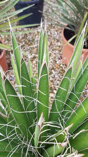 Yucca filifera - yucca,
