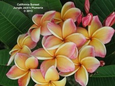 PLUMERIA CALIFORNIA SUNSET