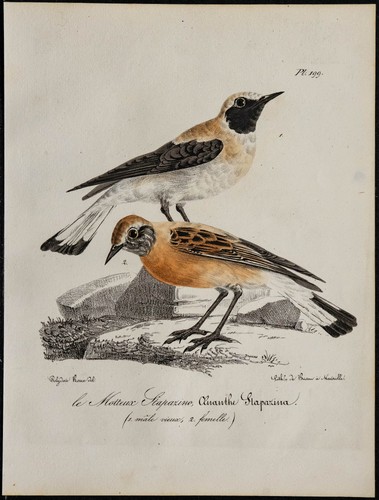 1830 traquet oreillard - traquet,
