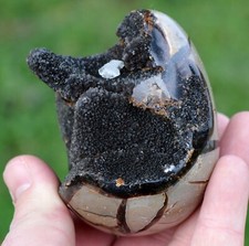 Oeuf - Septaria sauvage &