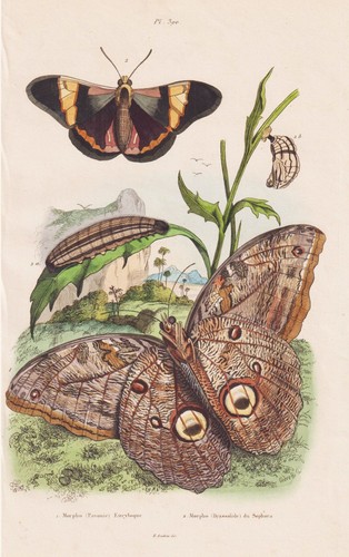 Papillons nuit morpho - papillons,