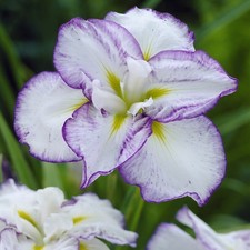 Iris des marais japonais