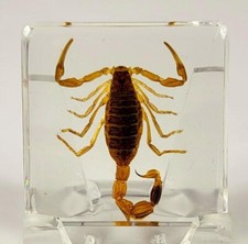 38mm Golden Scorpion in Clear