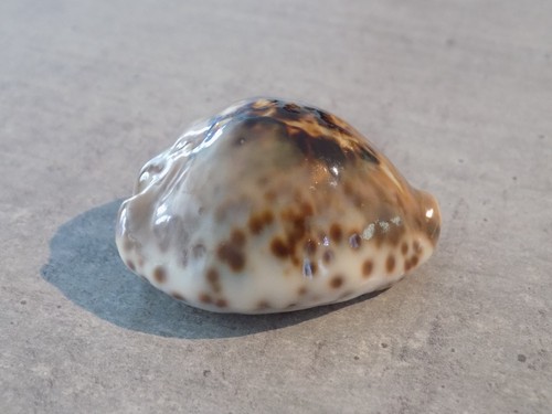 Coquillage new cypraea - coquillage,