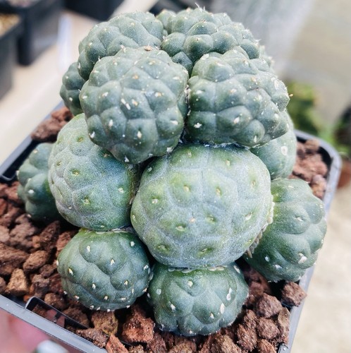 Puna bonnieae cactus en pot - bonnieae,