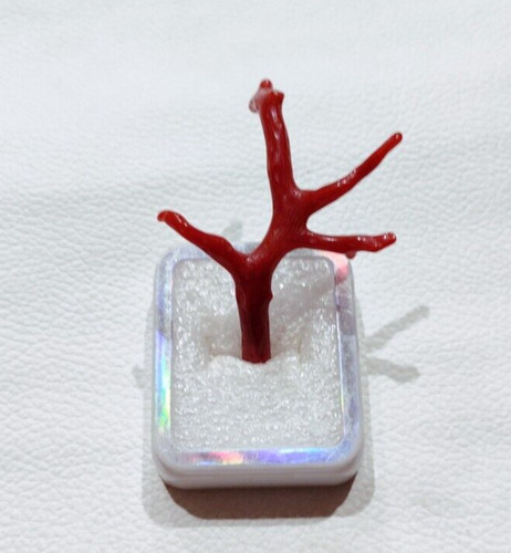 Branche corail rouge - branche, de