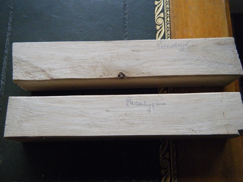 Carrelets eucalyptus - 2,