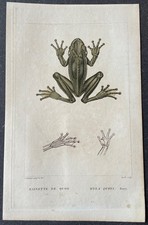 Histoire naturelle Rainette de Quoy Hyla quoyi Gravure couleur de 1831