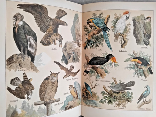 Atlas zoologique planches - 24,