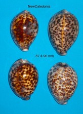 Cypraea   4   Tigris       New Caledonia     87 à 96 mm