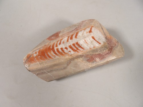 Pierre contenant fossile - fossile,