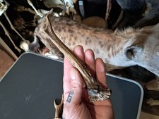 Bois de chevreuil #1908(L1)