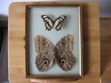 Ancien papillon Caligo Eurilochus Brésil encadrement bombé 1970-80 entomologie