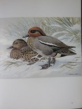 Basilic Ede Oiseau Imprimé~