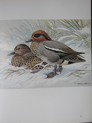 Basilic ede oiseau imprimé - basilic, imprimé~