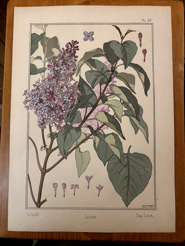 Eugène grasset lilas - eugène, :