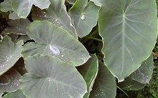COLOCASIA ESCULENTA  rustique -15°   lot de 2 pieds    TARO COMESTIBLE