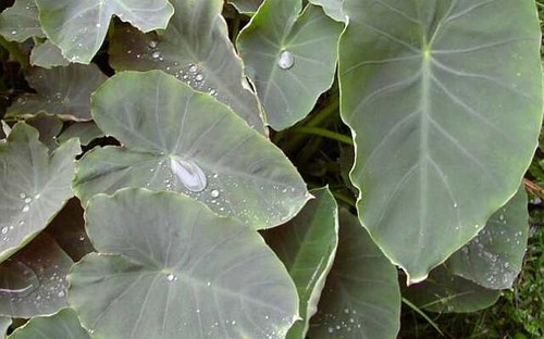 Colocasia esculenta rustique - colocasia,