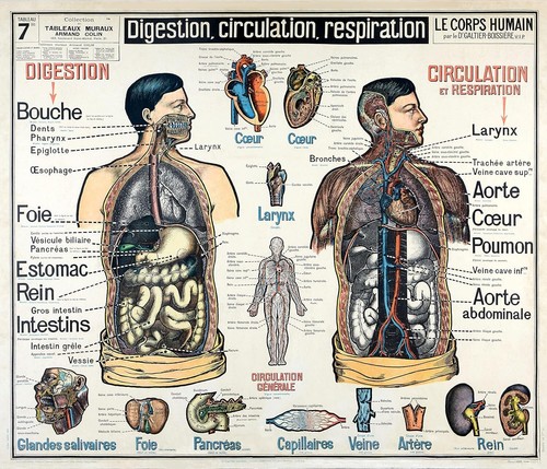 Carte corps humain anatomie - humain,