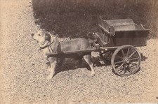 Photo chien attelé, attelage
