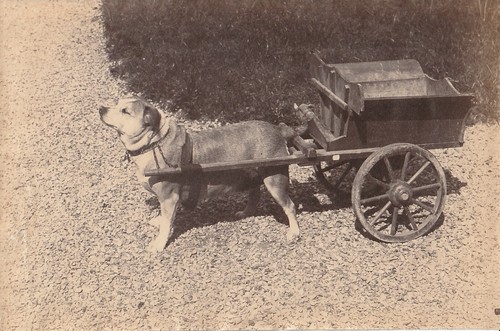 Photo chien attelé attelage - photo,
