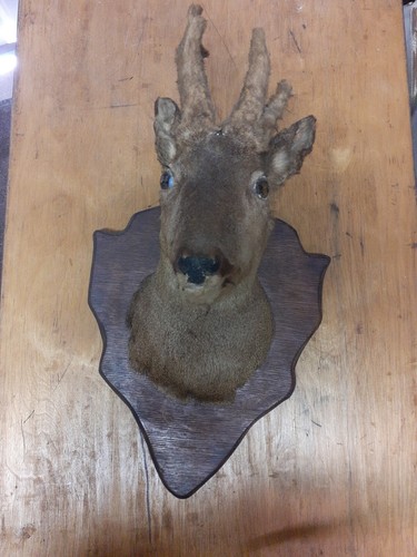 Trophé chevreuil taxidermie - chevreuil,