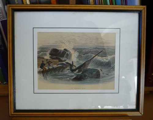Gravure naturaliste le - gravure, –