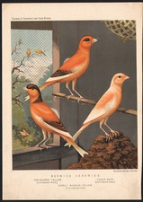 1880 Lithographie originale