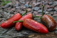 20 graines de piment Jalapeno Biker