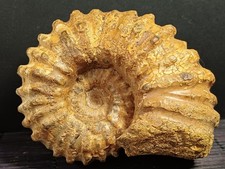 Douvilleiceras mammilatum