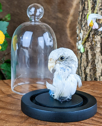Parakeet bird head craft - parakeet,
