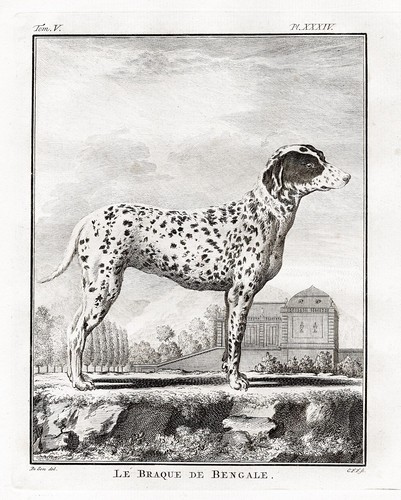 Dalmatien chien braque - braque, pointer