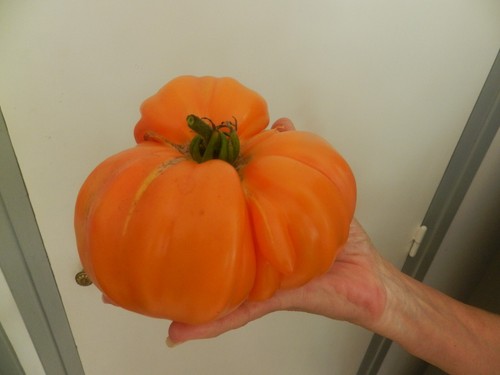 Tomate ananas graines de - tomate,