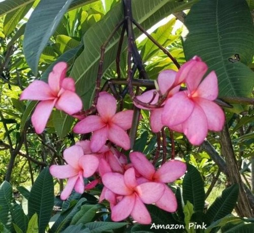 Plumeria frangipanier amazon - plumeria,