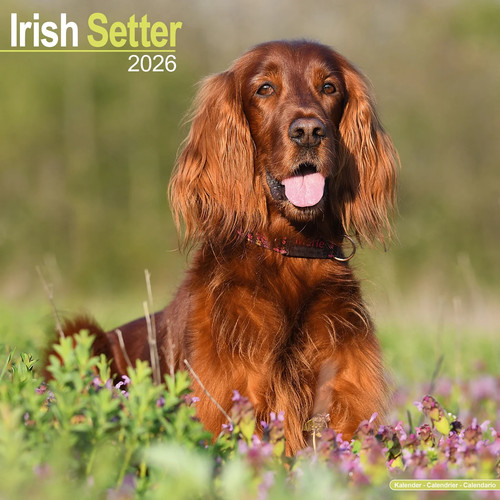 Calendrier 2026 setter - calendrier,