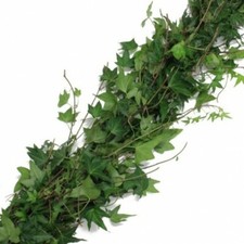 English Ivy Garland / 10 ft section / Wholesale / Grower Direct 